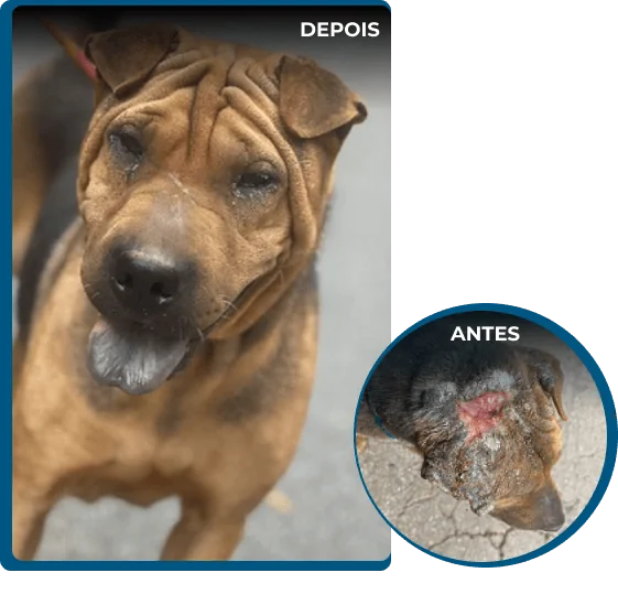 Imagens-Dora