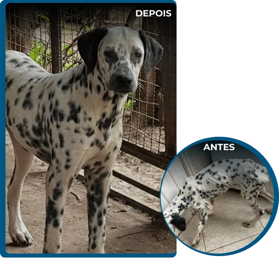 Imagens-Pongo-1